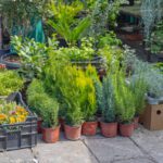 Container Herb Garden Combinations