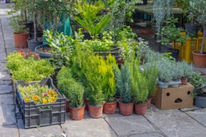 Container Herb Garden Combinations