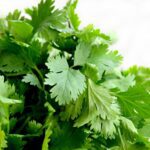 Cilantro Medicinal Uses