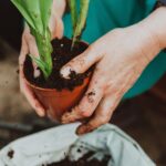 Bulbs to plant in fall