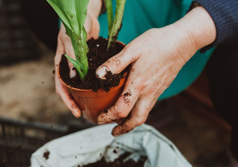 Bulbs to plant in fall