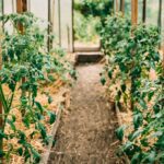 Companion Planting for Tomatoes