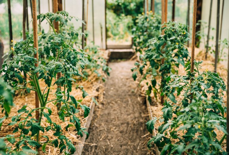 Companion Planting for Tomatoes