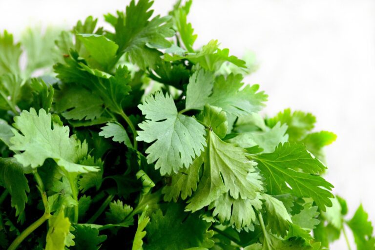 Cilantro Medicinal Uses