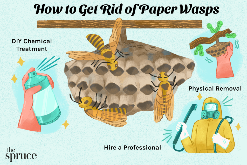 How-to-get-rid-of-paper-wasps