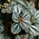 Pilea Involucrata