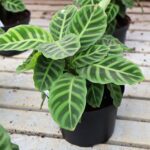 Calathea Zebrina