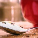 Methods to Get Rid of Sugar Ants