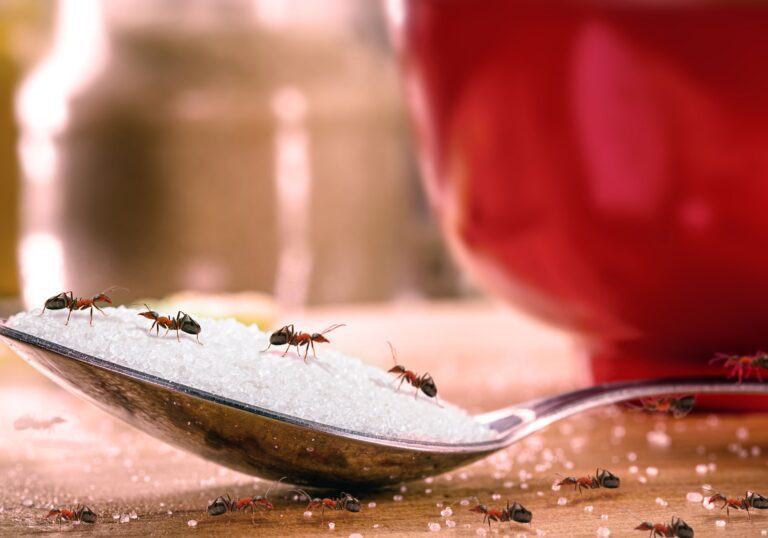 Methods to Get Rid of Sugar Ants