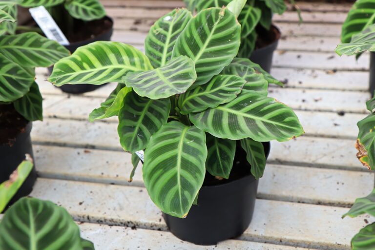 Calathea Zebrina