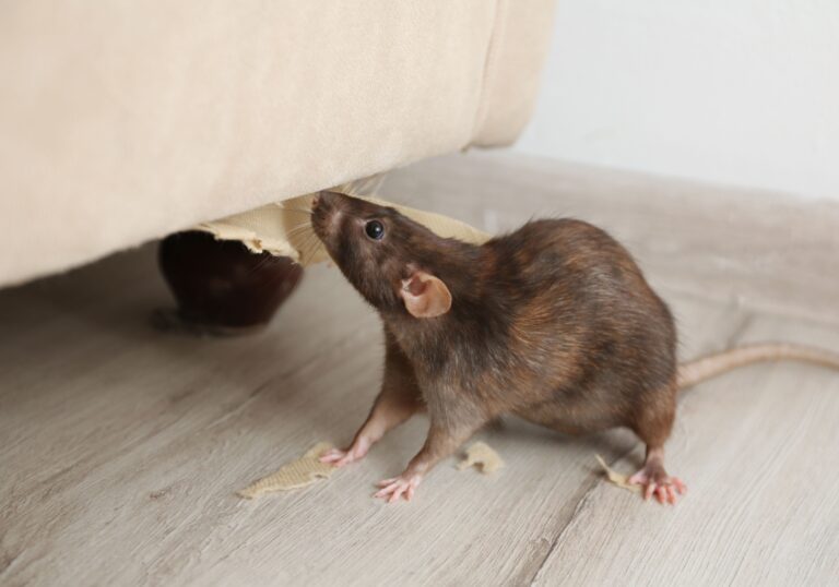 Removing Rats from Your Home