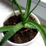 Why Aloe Vera is the Perfect Indoor Plant for Your Health