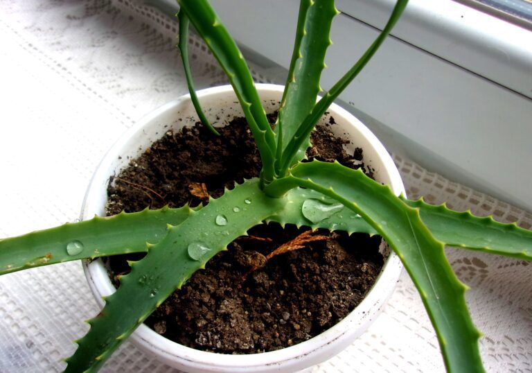 Why Aloe Vera is the Perfect Indoor Plant for Your Health