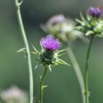 Cancer Warning of Milk Thistle