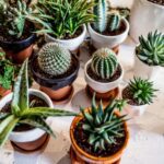 How to Plant Succulents Indoors