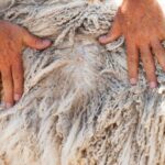 Is Mohair Ethical