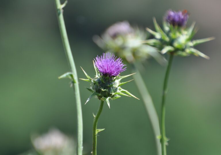 Cancer Warning of Milk Thistle