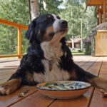 homemade probiotics for dogs