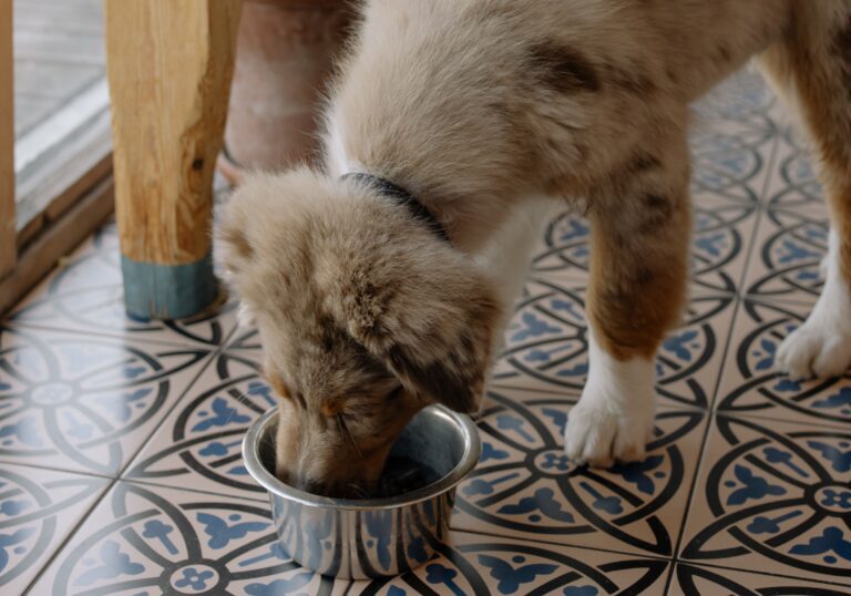 is pumpkin puree good for dogs