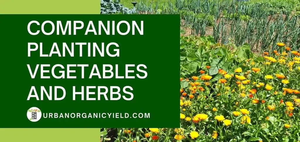  Herb-Vegetable Combinations