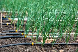 Irrigation, a popular form of smart-farming in Practice