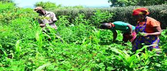 Sustainable Farming is Gaining Traction in Kenya