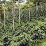 Agroforestry