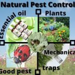 Natural Pest Control