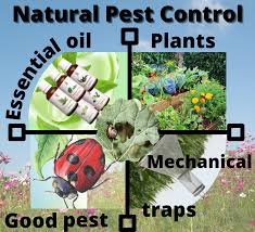 Natural Pest Control