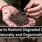 Organic Soil Restoration Guide