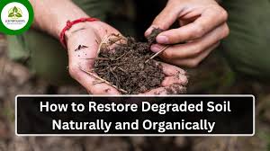 Organic Soil Restoration Guide