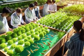 Sustainable Aquaponics