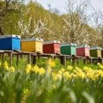 Organic Beekeeping: Everything Worth Knowing to Boost Pollination