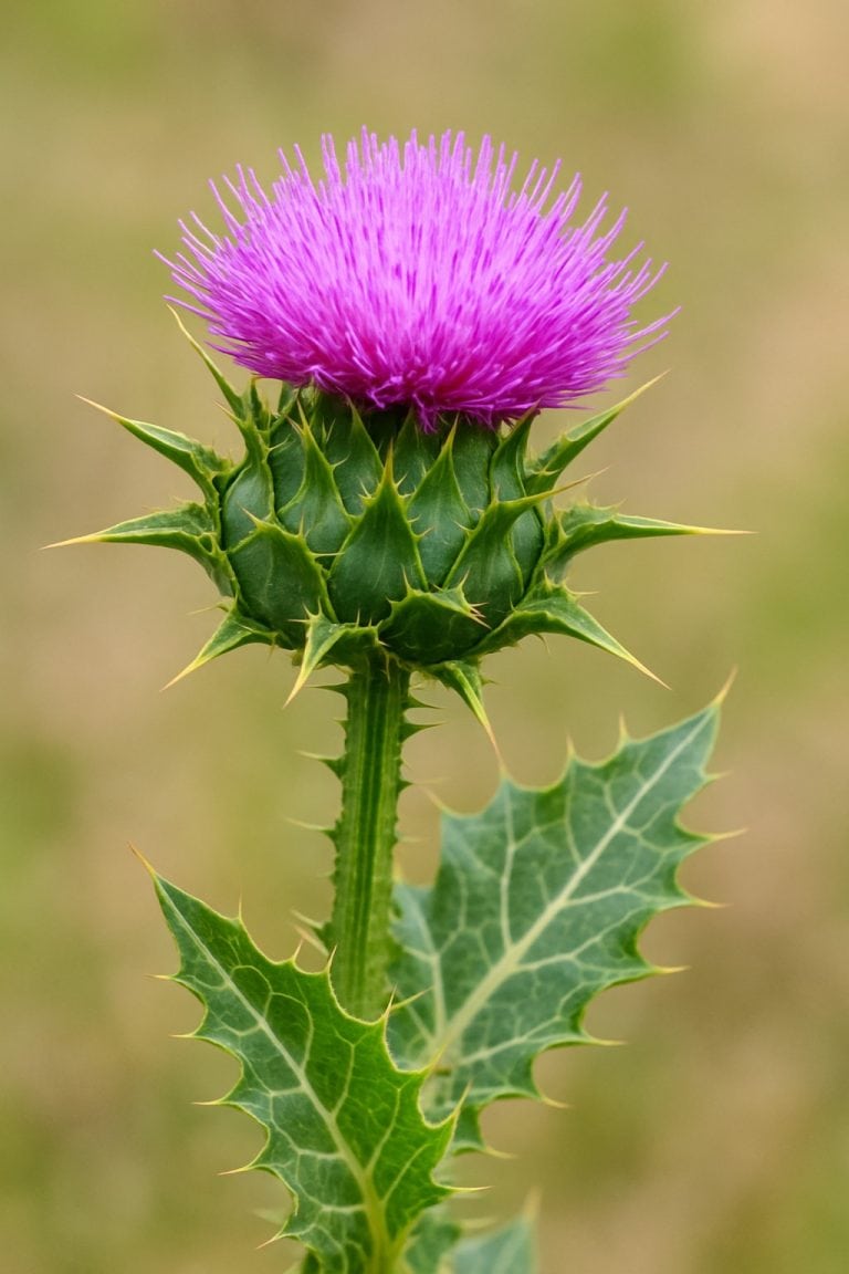 Milk thistle plant in natural habitat - the source of supplements studied for 'does milk thistle cause cancer' warnings